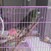 Home Owner wanting sitter in , Queensland