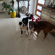 Home Owner wanting sitter in Port Macquarie, New South Wales