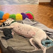 Home Owner wanting sitter in , Western Australia