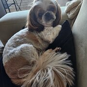 Home Owner wanting sitter in , Queensland