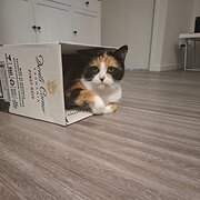 Home Owner wanting sitter in Nambour, Queensland