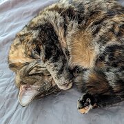 Home Owner wanting sitter in Nowra, New South Wales