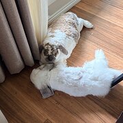 Home Owner wanting sitter in Port Macquarie , New South Wales