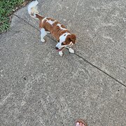 Home Owner wanting sitter in KAMBAH, Australian Capital Territory