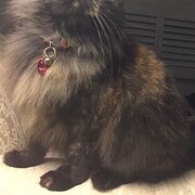 Home Owner wanting sitter in Newcastle, New South Wales