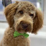 Home Owner wanting sitter in Geelong, Victoria