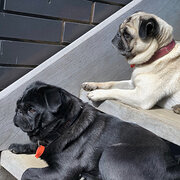 Home Owner wanting sitter in , Victoria