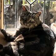 Home Owner wanting sitter in Sydney, New South Wales