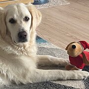 Home Owner wanting sitter in Perth, Western Australia