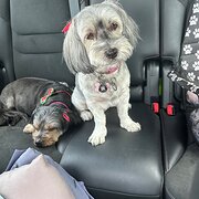 Home Owner wanting sitter in Hervey Bay, Queensland