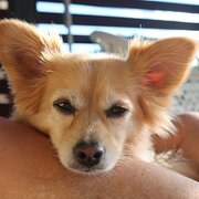 Home Owner wanting sitter in , New South Wales