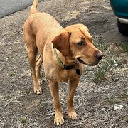 Home Owner wanting sitter in Hobart, Tasmania