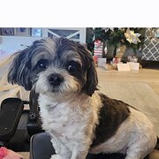 Home Owner wanting sitter in Adelaide , South Australia