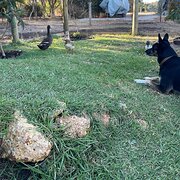 Home Owner wanting sitter in , Western Australia