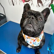 Home Owner wanting sitter in , Victoria