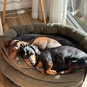 Home Owner wanting sitter in , Queensland