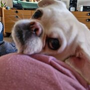 Home Owner wanting sitter in Ipswich, Queensland