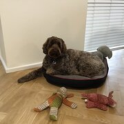 Home Owner wanting sitter in , Victoria