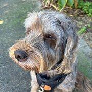 Home Owner wanting sitter in , New South Wales