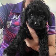 Home Owner wanting sitter in , Queensland