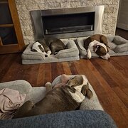 Home Owner wanting sitter in , Queensland