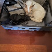 Home Owner wanting sitter in Cairns, Queensland