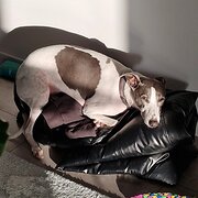 Home Owner wanting sitter in , New South Wales