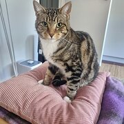 Home Owner wanting sitter in Melbourne, Victoria