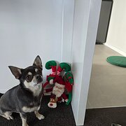 Home Owner wanting sitter in GUNGAHLIN, Australian Capital Territory