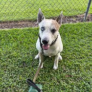 Home Owner wanting sitter in , Queensland