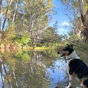 Home Owner wanting sitter in Benalla, Victoria