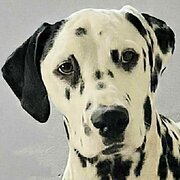 Home Owner wanting sitter in Nowra, New South Wales