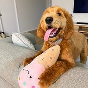 Home Owner wanting sitter in Mackay, Queensland