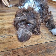 Home Owner wanting sitter in Launceston, Tasmania