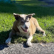 Home Owner wanting sitter in Central Coast, New South Wales