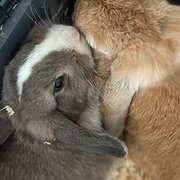 Home Owner wanting sitter in Melbourne , Victoria