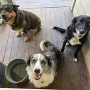 Home Owner wanting sitter in Beaudesert , Queensland