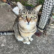 Home Owner wanting sitter in , New South Wales