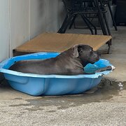 Home Owner wanting sitter in , New South Wales