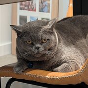 Home Owner wanting sitter in , New South Wales