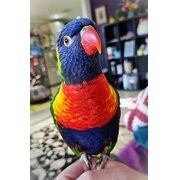 Home Owner wanting sitter in Perth, Western Australia