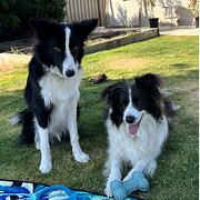 Home Owner wanting sitter in , Western Australia