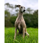 Home Owner wanting sitter in , New South Wales