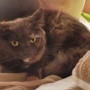 Home Owner wanting sitter in Gold coast, Queensland