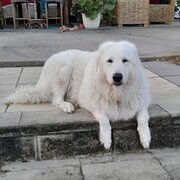 Home Owner wanting sitter in Gladstone, Queensland