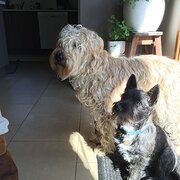 Home Owner wanting sitter in , New South Wales