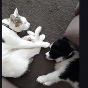 House Sitter - Mrs Nicole Bramstedt