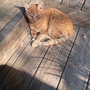 Home Owner wanting sitter in , New South Wales