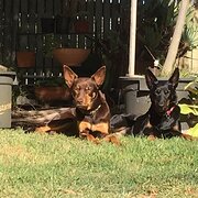 Home Owner wanting sitter in frankston, Victoria