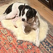 Home Owner wanting sitter in , Western Australia